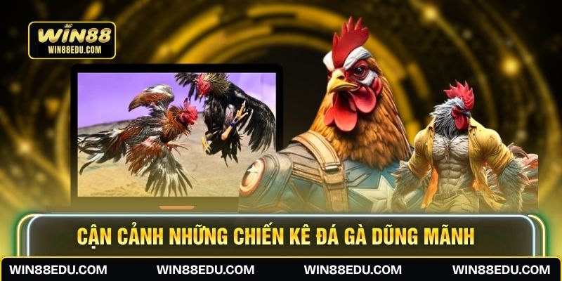 Cận cảnh những chiến kê đá gà dũng mãnh
