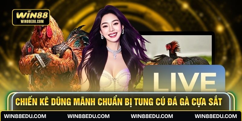 Chiến kê dũng mãnh chuẩn bị tung cú đá gà cựa sắt