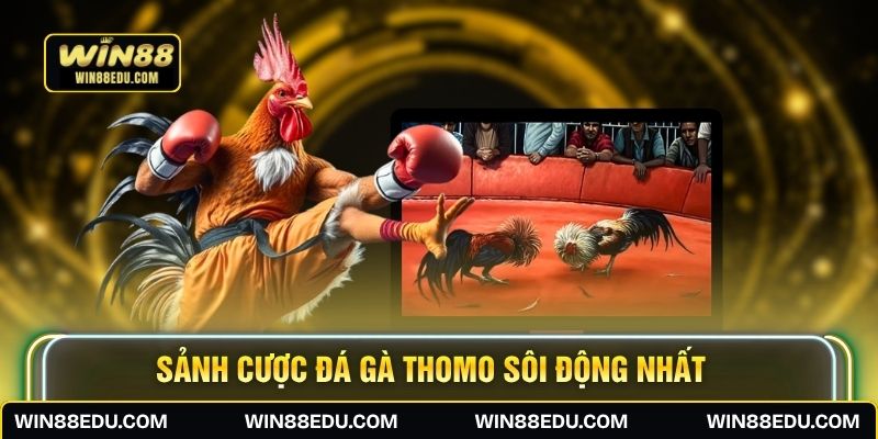 Sảnh cược đá gà Thomo sôi động nhất